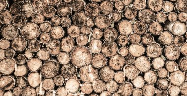 Ağaç kökleri arka planda. Meşe ağacı kütüğü parçaları. Yuvarlak tik ağacı kütüğü.