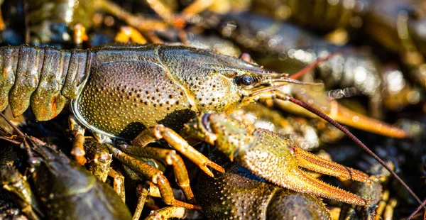 Büyük ıstakoz. Büyük bir nehir kereviti. Kocaman bir ıstakoz. Kerevitler yaşar, nehir yemekleri. Suda yaşayan kerevit. Kerevit yakaladım. Kerevit arka planında kanser