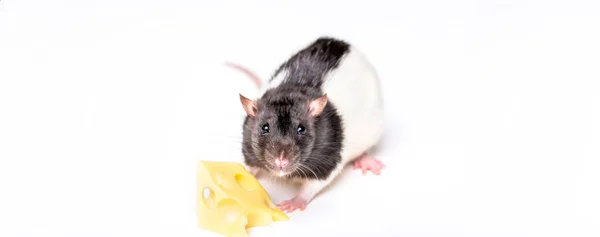 Rato com uma fatia de queijo suíço isolado em branco. Um ratinho a tentar mover um pedaço de queijo. Queijo e rato — Fotografia de Stock