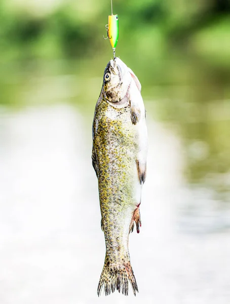 Draaiende visforel in meren. Beekforel. Een close-up regenboogforel. Nog steeds forel vissen. Vissen. Close-up gesloten van een vishaak. Vissers en forellen — Stockfoto
