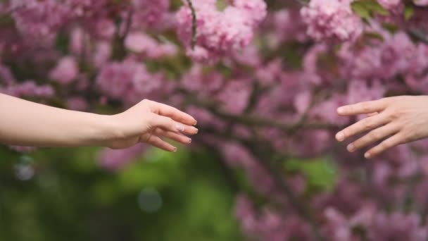 Hands, spring, love, hands. Lovers couple holding hands in a sakura. Young loving couple holding hands. Young couple in love. The man holds the womans hand. Family relationships — Stock Video
