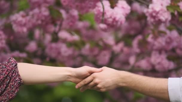 Lovers couple holding hands in a sakura. Young loving couple holding hands. Young couple in love. The man holds the womans hand. Family relationships — Stock Video