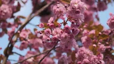 Parkta bahar mevsimi boyunca güzel Sakura çiçekleri. Doğanın çiçekli arka planı. Kiraz çiçekleri. Sakura. Japonya 'da kiraz çiçekleri açıyor. Ağaçta pembe kiraz çiçeklerinin güzel dalları