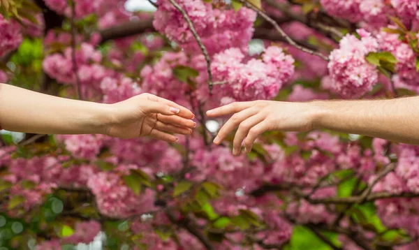 Manos Primavera Amor Manos Pareja Amantes Tomados Mano Una Sakura — Foto de Stock