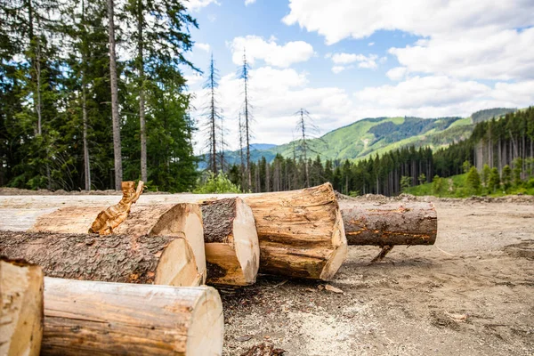 Forest Felling Log Trunks Pile Logging Timber Forest Wood Industry — Stock Photo, Image