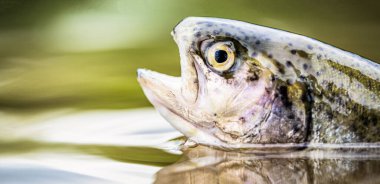 Dağ gölünün yeşil sularında alabalıklar. Gökkuşağı alabalıkları suda yakınlaşır. Balık tutmaya. Gökkuşağı alabalığı sıçrıyor. Göldeki gökkuşağı alabalığı.