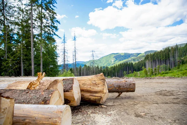 Sawed Trees Coniferous Forests Deforestation Forest Destruction Timber Harvesting Forest — Stock Photo, Image