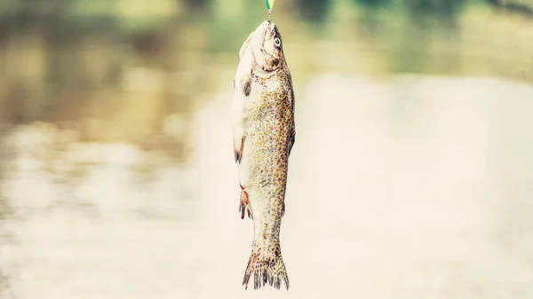 渔夫和歌舞团湖中纺鱼的鳟鱼 布鲁克鳟鱼 鱼钩的特写镜头关闭 一个紧密的彩虹槽 静水鳟鱼钓鱼 — 图库照片