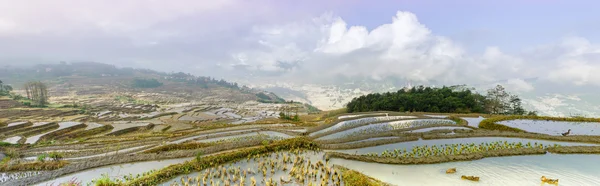 Teras beras di desa Xinjie — Stok Foto