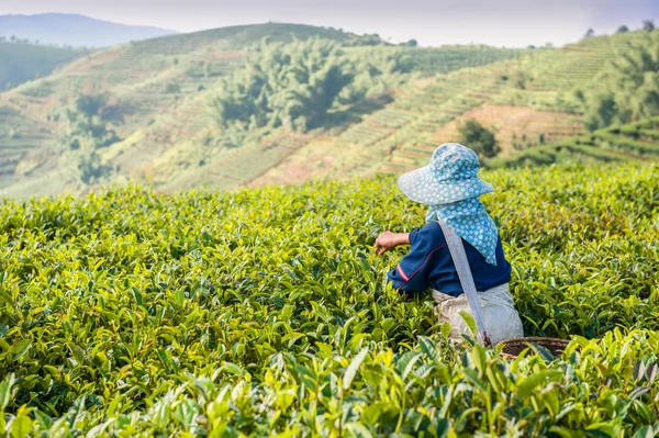 Gathering of tea of a grade of Puer — Stock Photo, Image