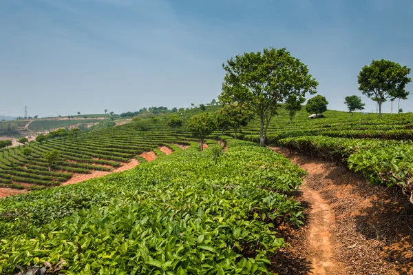 Theeplantages — Stockfoto