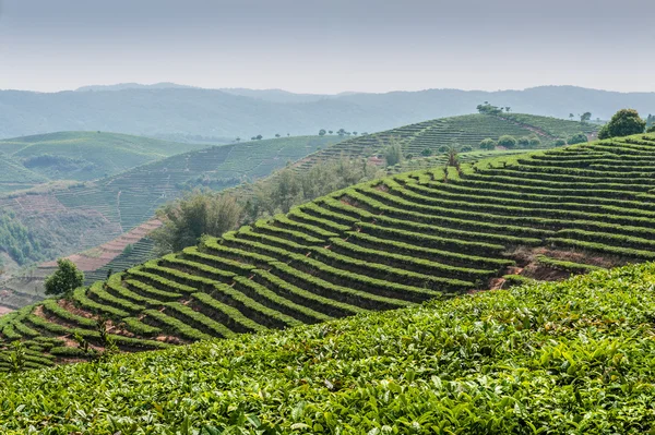 Piante di tè — Foto Stock