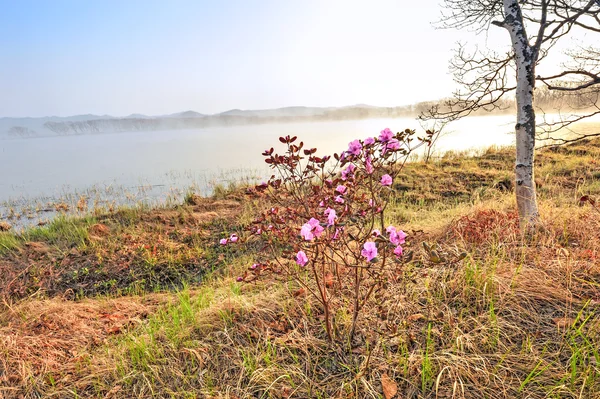 日の出の開花 — ストック写真