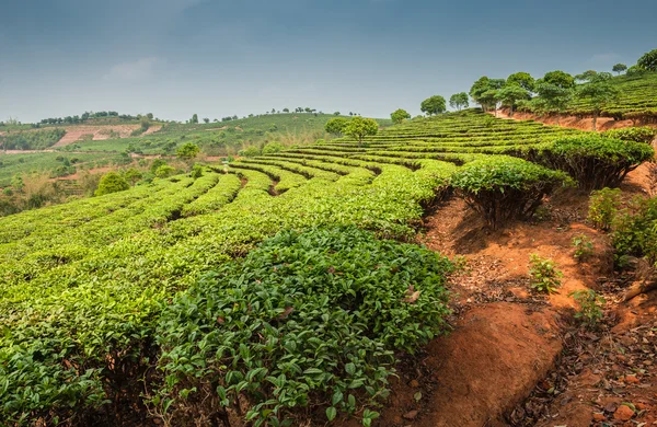 Plantaciones de Dadugangxiang — Foto de Stock