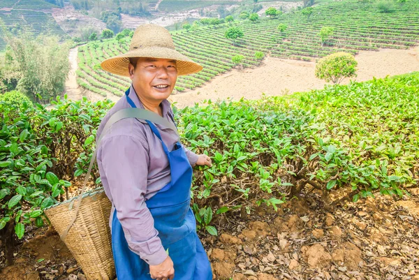 Agricultor em uma plantação de chá — Fotografia de Stock