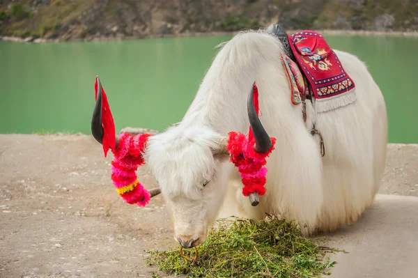 Prateria con yak bianco — Foto Stock