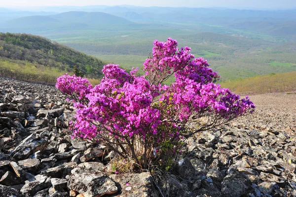 Presente de montanhas — Fotografia de Stock