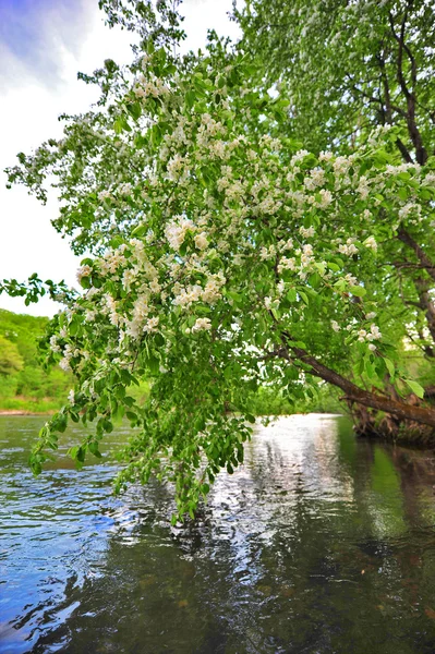 Apple-tree over water