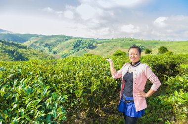 Pu-erh çay bu tür adı