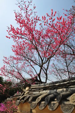 Sakura eski Seul'de olduğunu