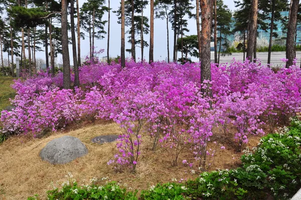 Les Rhododendrons sont dans une pinède — Photo