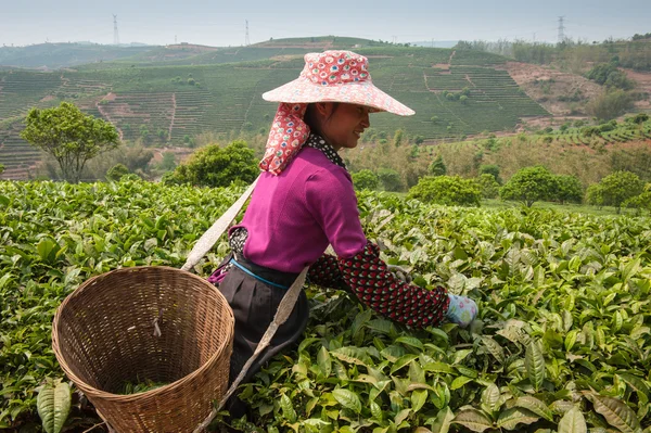 Mujer joven recolectando té en las cercanías de la ciudad Sishuanbanna . — Foto de Stock