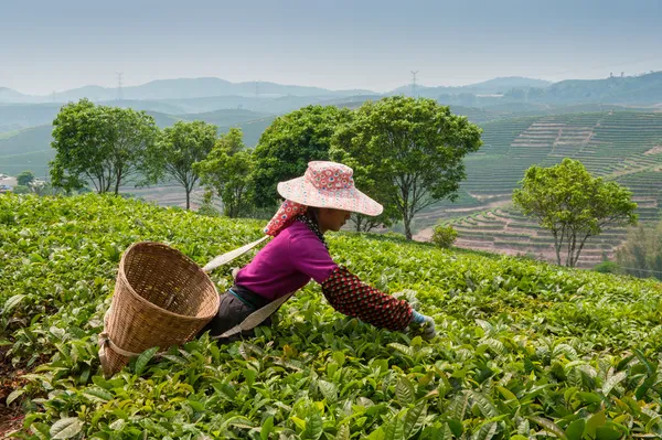 Dietro la raccolta del tè — Foto Stock