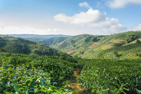 Teplantasjer av tesorter Puersorter – stockfoto