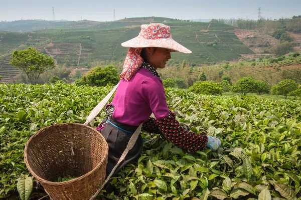 收集茶在邻近的城市 sishuanbanna 的年轻女子. — 图库照片#