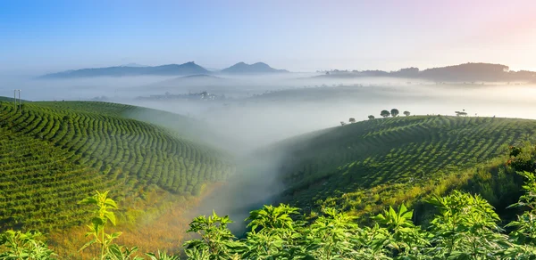 Ранок на чайній плантації Стокове Фото