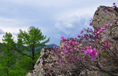 Rhododendrons of Sikhote-Alin mountains clipart