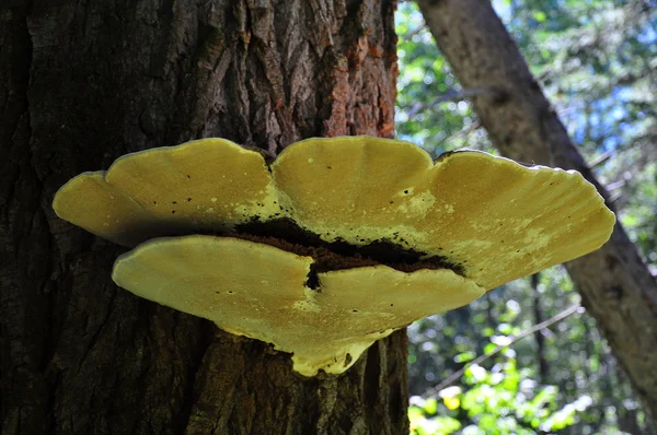 Hout paddestoel — Stockfoto