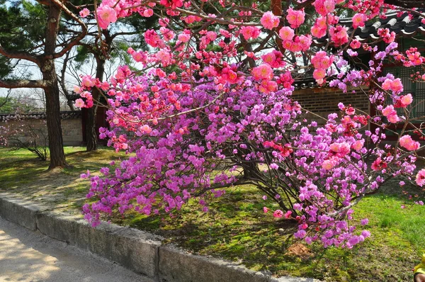 Wiosna w parkach Seulu — Zdjęcie stockowe
