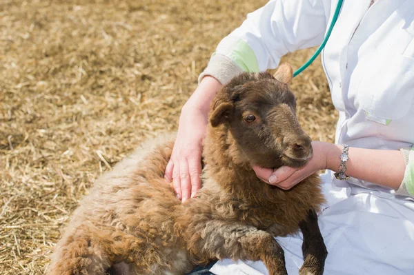 Servizio veterinario — Foto Stock