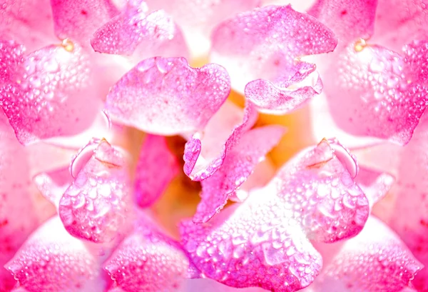 Kwiat róży jasny różowy streszczenie tło — Zdjęcie stockowe