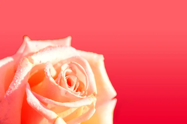 Kwiat róży z kropli wody lub gołąb — Zdjęcie stockowe