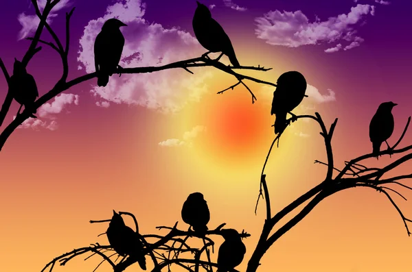 Silhouette di uccelli seduta su un ramo al tramonto — Foto Stock