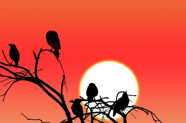 Vogelsilhouette sitzt bei Sonnenuntergang auf einem Ast — Stockfoto