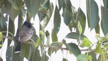 siyah kafa kuş serçe