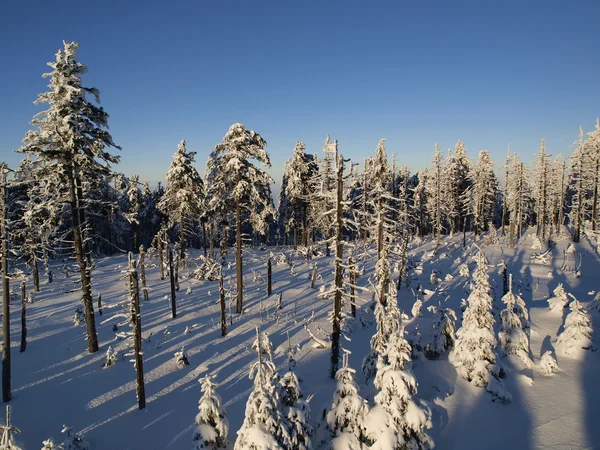 Χιονισμένα δέντρα στα βουνά. — Φωτογραφία Αρχείου