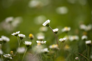 Çayırdaki yaz çiçekleri