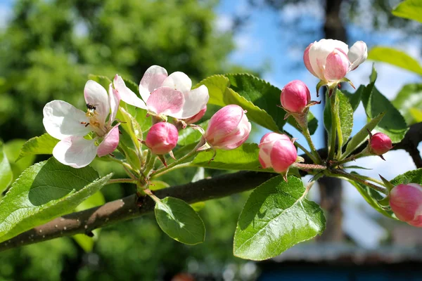 Äppelträd på våren. — Stockfoto