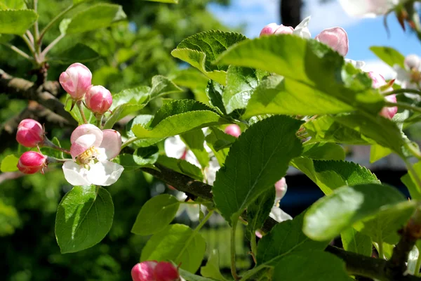 Blommande fruktträd. — Stockfoto