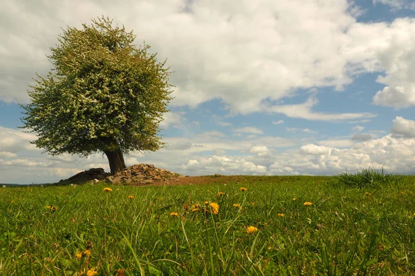 緑の草原に佇む孤独な木. — ストック写真