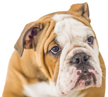 Buldog yüz