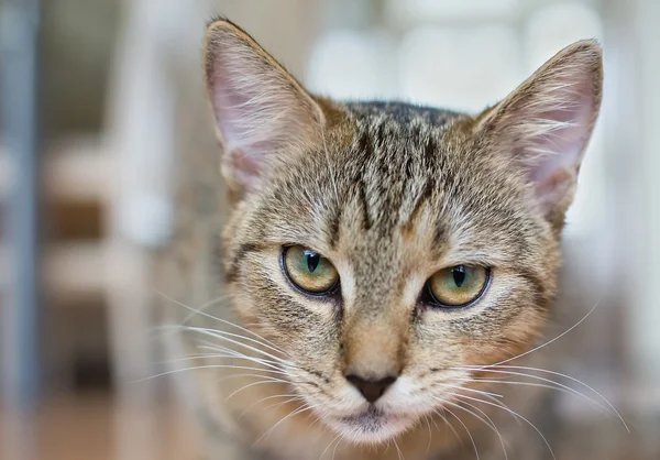 Cara de gato — Fotografia de Stock