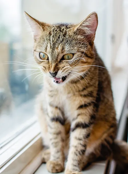 Zły kot — Zdjęcie stockowe