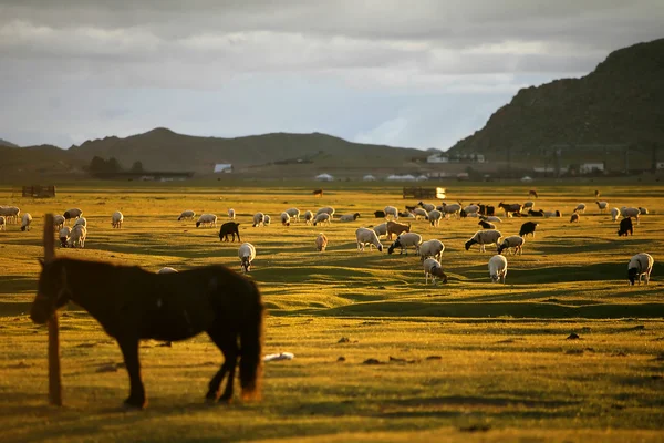 Sheep herd — Stock Photo, Image