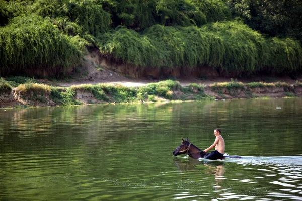 Swimming horse — Stock Photo, Image