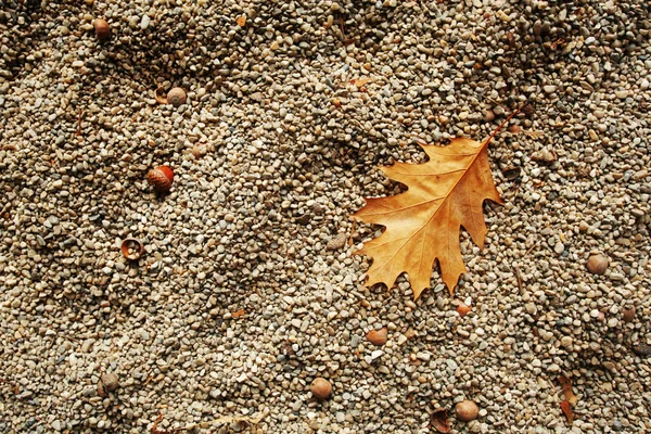 Fallen leaf — Stock Photo, Image